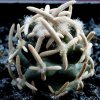 Pediocactus_peeblesianus_ssp_menzellii